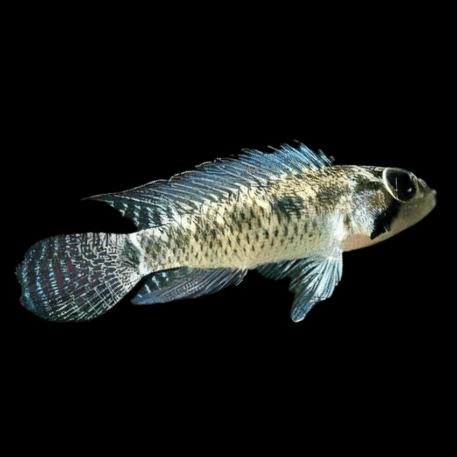 Hovedbilde Apistogramma  meinkenni