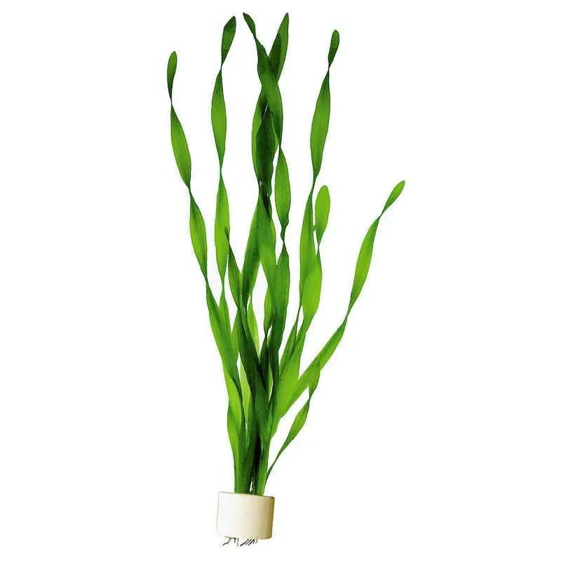 Vallisneria sp Asiatica 
