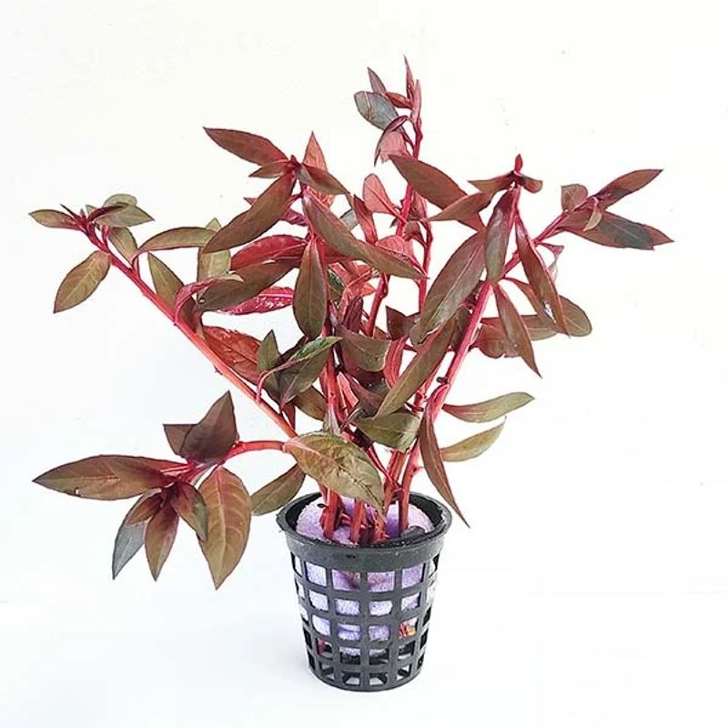 Ludwigia perennis 