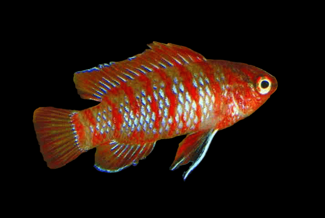 Hovedbilde Badis pallidus 