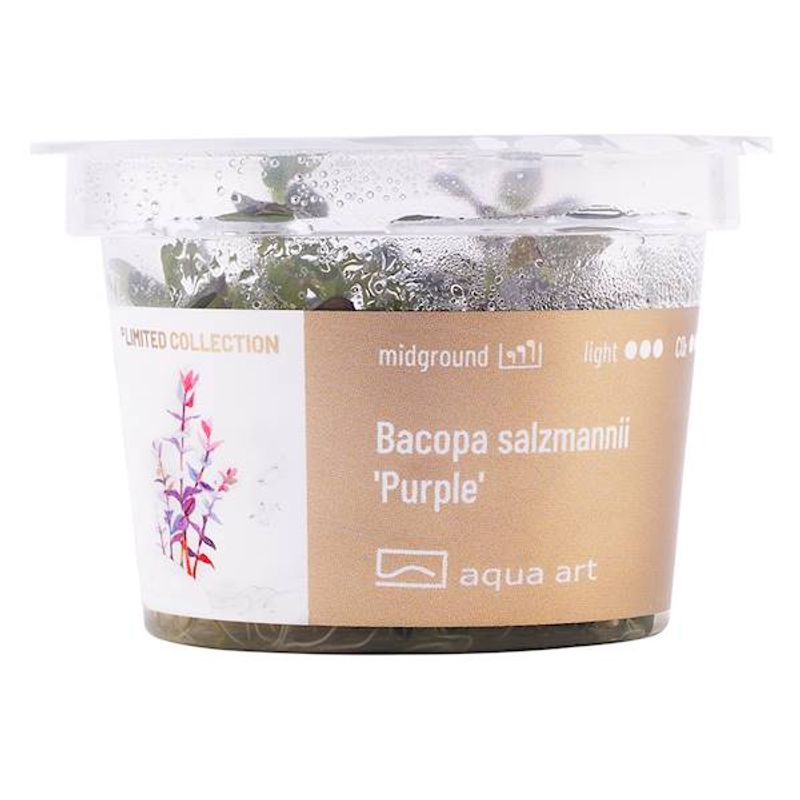 Aqua Art BACOPA SALZMANNII 'PURPLE' Invitro