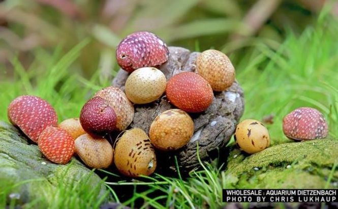 Hovedbilde Clithon sp Pink - Yellow snegle