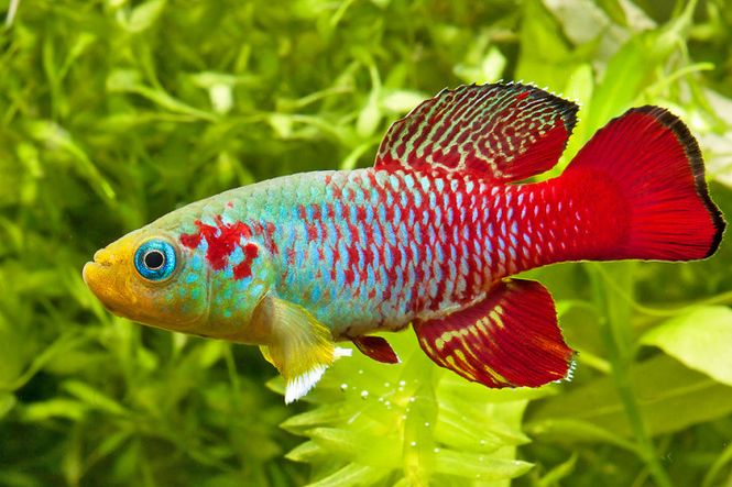 Hovedbilde Nothobranchius guentheri Gunthers Killi 