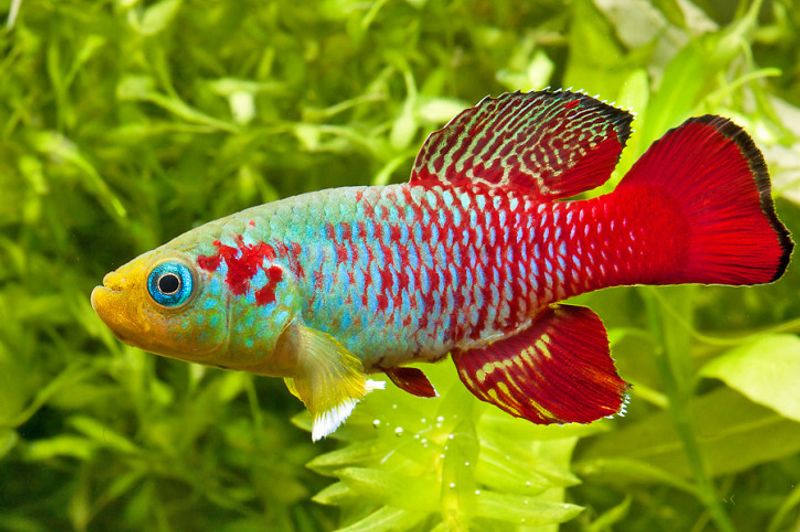 Nothobranchius guentheri Gunthers Killi 
