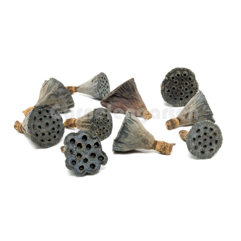 Lotus Pod Mini