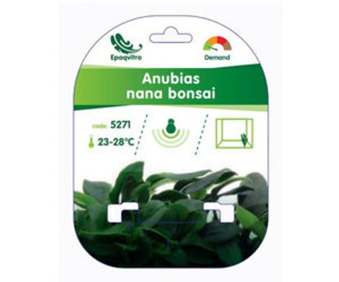 Hovedbilde Anubias Nana Bonsai Invitro