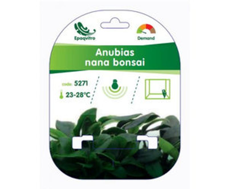Anubias Nana Bonsai Invitro