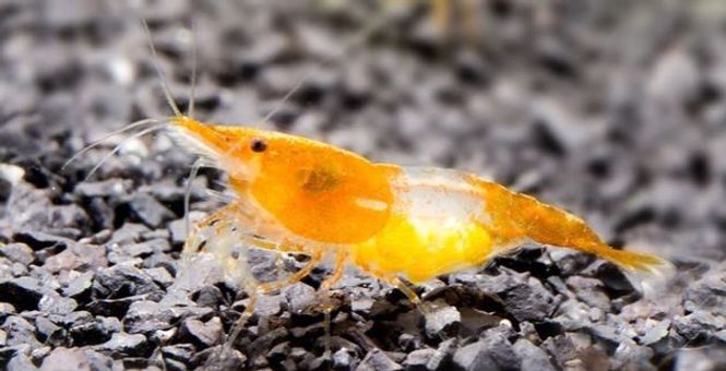 Hovedbilde Neocaridina davidi Orange Rili Reker