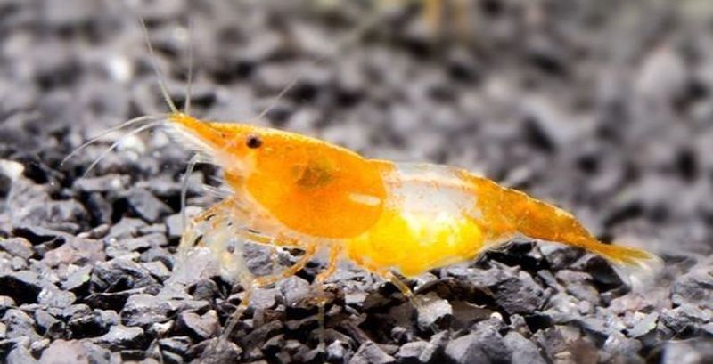 Neocaridina davidi Orange Rili Reker