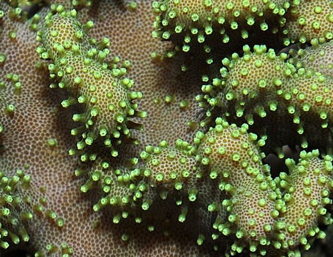 Hovedbilde Lobophytum spp. (Green)