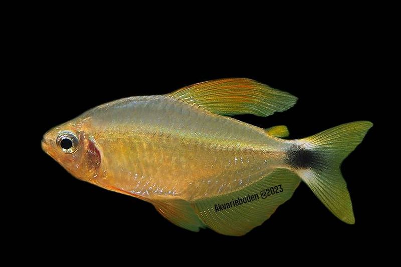 Hyphessobrycon Heliacus ( Kitty Tetra )