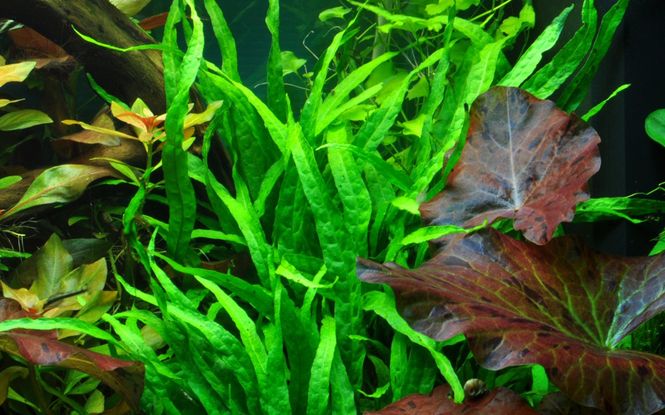 Hovedbilde Microsorum pteropus 'Narrow'