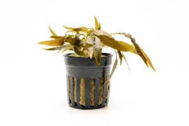 Hovedbilde Cryptocoryne Blassii