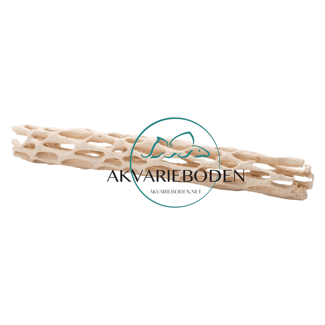 Hovedbilde Cholla / Vuka Wood 20-25cm