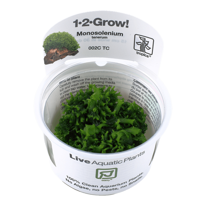 Hovedbilde Monosolenium tenerum - 1-2 Grow!