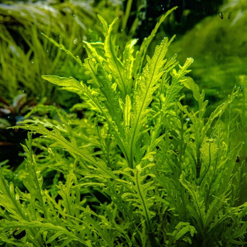 Hygrophila odora 1-2 Grow Invitro