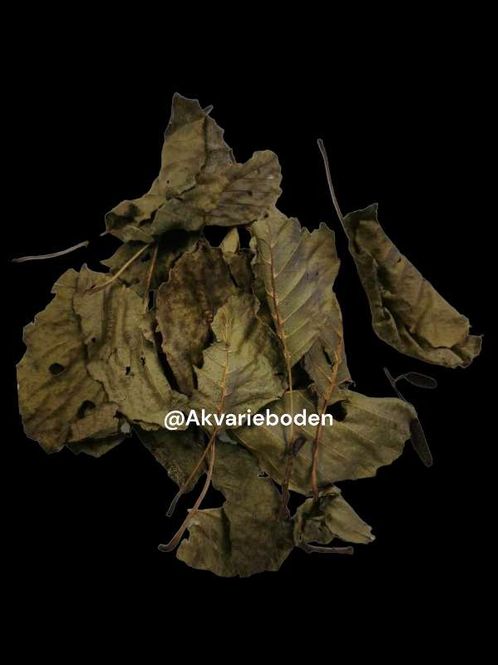 Hovedbilde Black alder leaves  ca 10stk