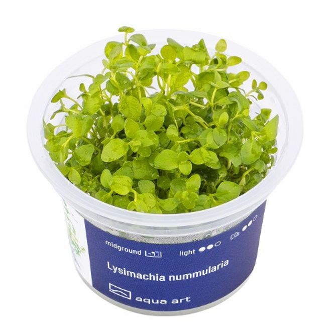 Hovedbilde Aqua-Art Invitro Lysimachia nummularia