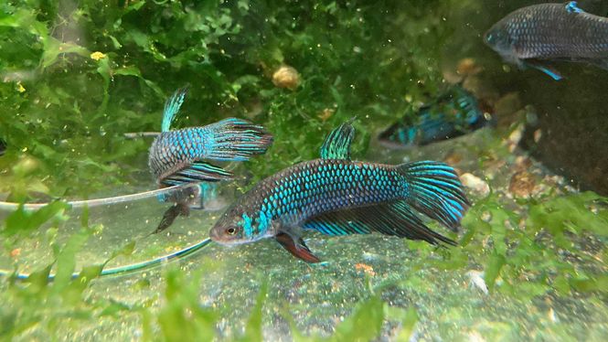 Hovedbilde Betta mahachaiensis f1 par 