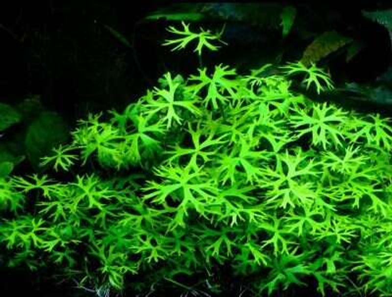 Ranunculus inundatus - 1-2 Grow!
