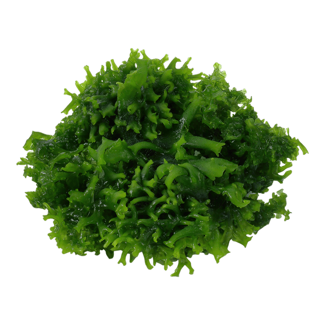 Hovedbilde Monosolenium tenerum - 1-2 Grow!