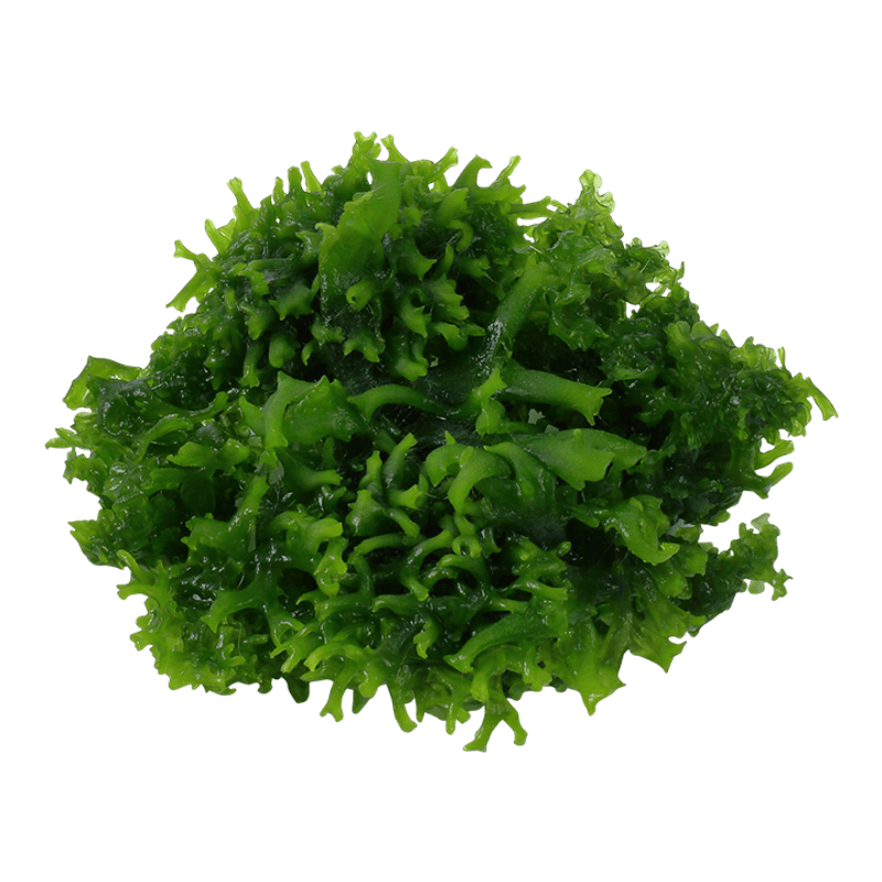 Monosolenium tenerum - 1-2 Grow!