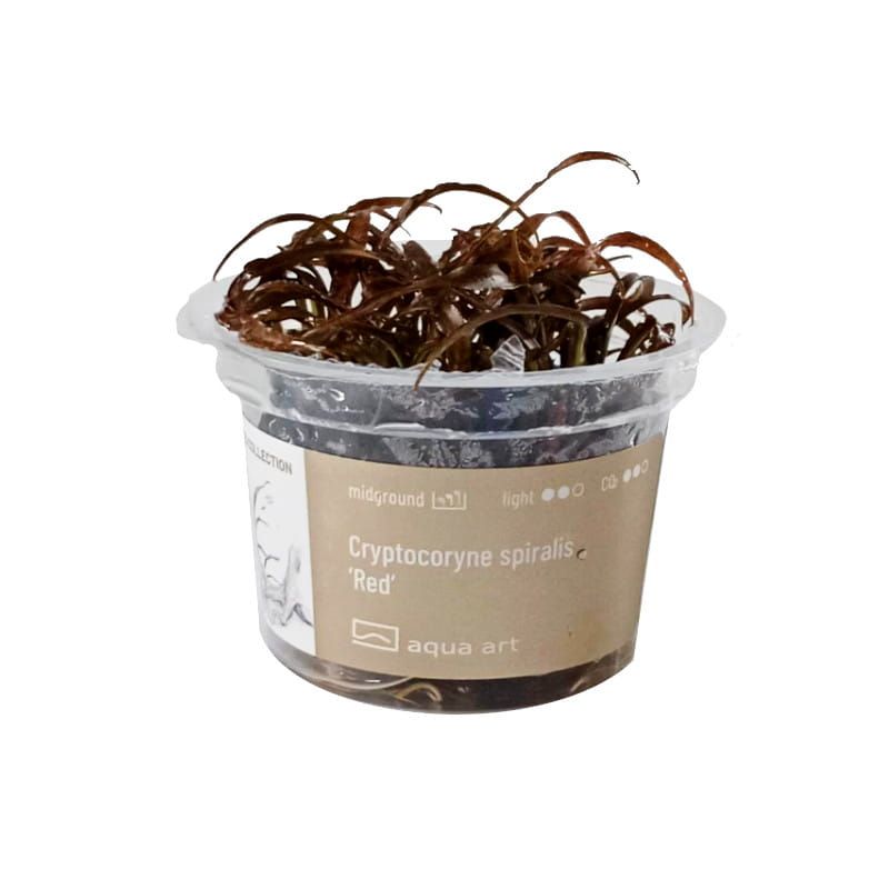 Cryptocoryne Spiralis Red Invitro