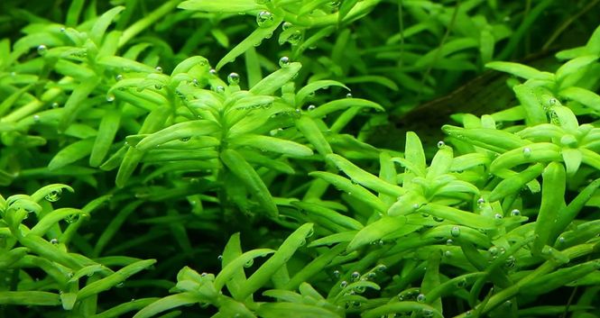 Hovedbilde Rotala rotundifolia Sp Green