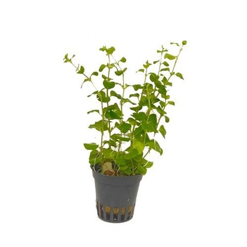 Lysimachia nummularia 