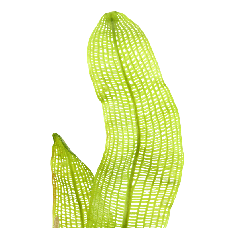 Aponogeton madagascariensis Akvarieplante