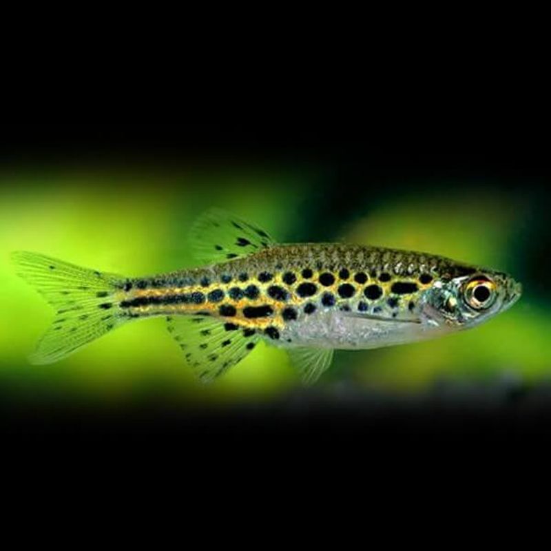 Danio Tinwini 