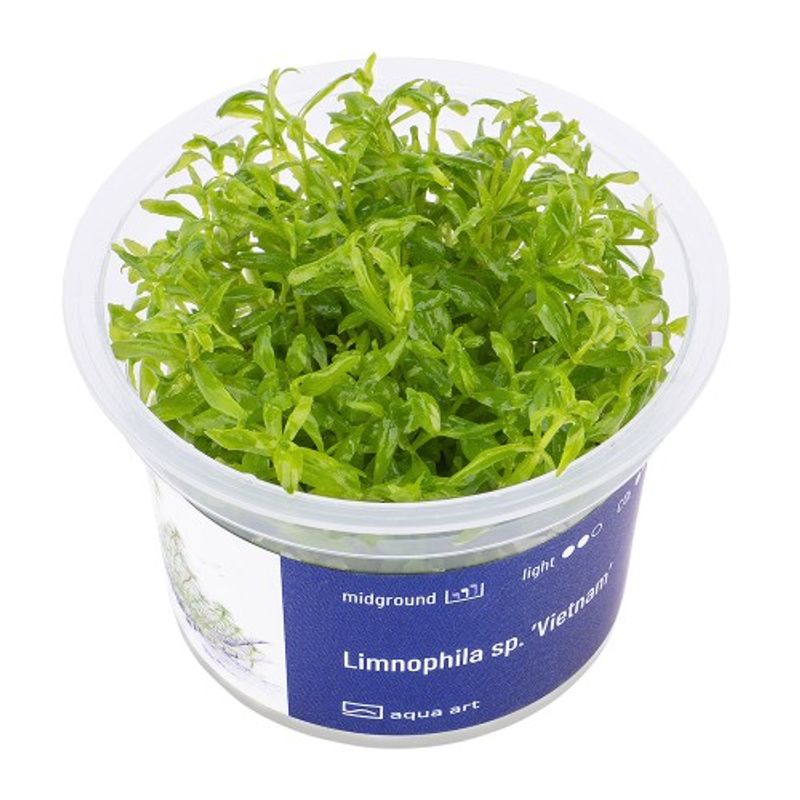 Aqua-Art Invitro Limnophila Vietnam