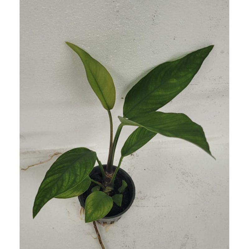 Anubias Sagitea Akvarieplante