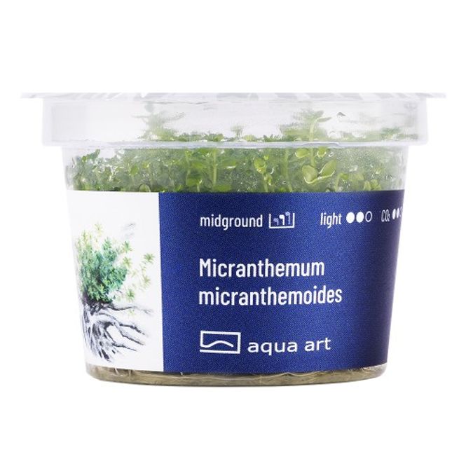 Hovedbilde Aqua-Art Invitro Micranthemum micranthemoides
