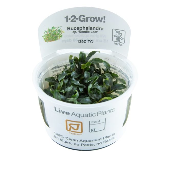 Hovedbilde Bucephalandra sp Needle Leaf  1-2 Grow