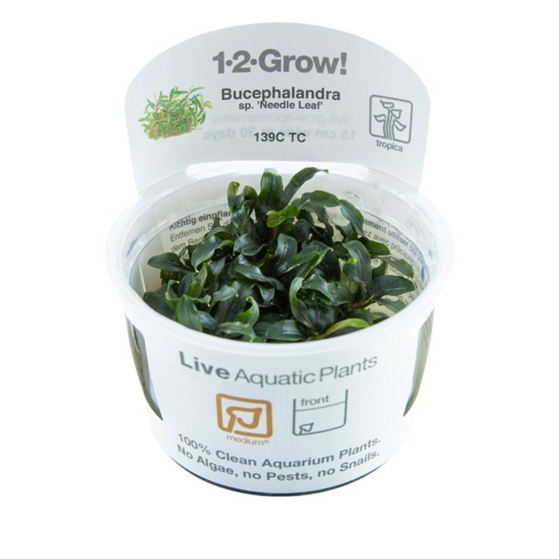 Bucephalandra sp Needle Leaf  1-2 Grow