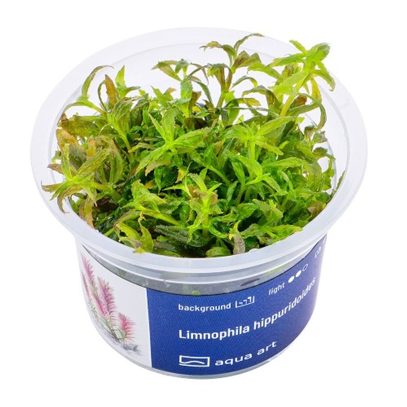 Aqua-Art Invitro Limnophila hippuridoides