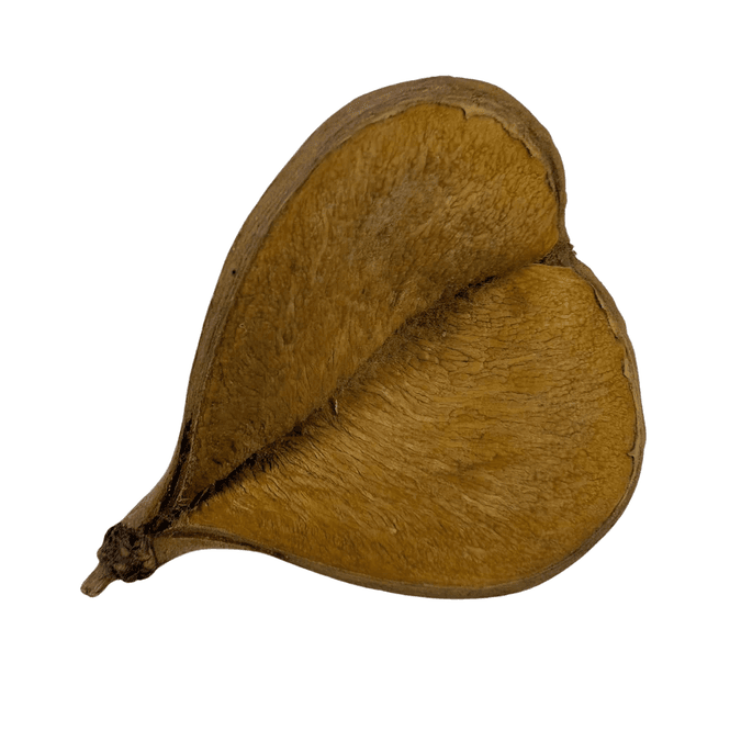 Hovedbilde AB Mini Elefant Ører 