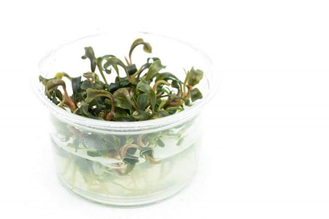 Hovedbilde Bucephalandra Kedagang -  InVitro