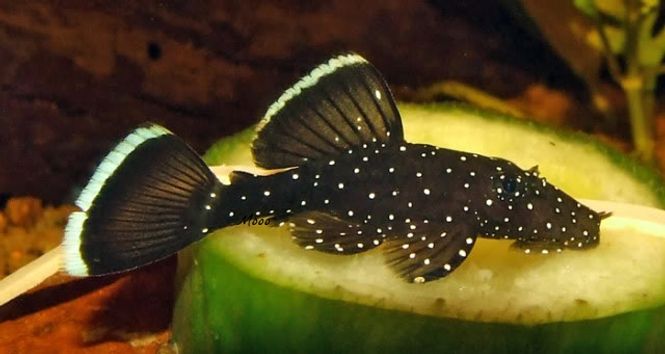 Hovedbilde L181 Ancistrus 