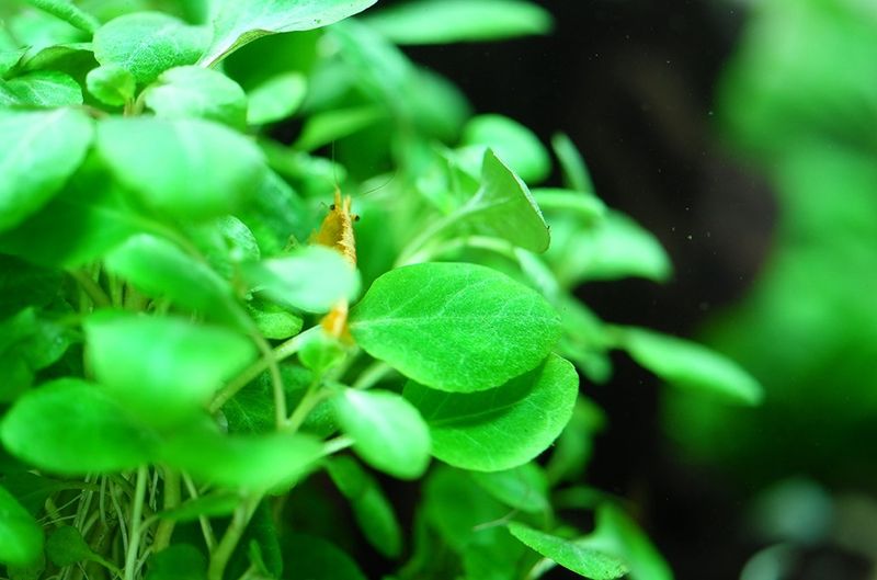 Lobelia cardinalis 'Mini' 1-2 Grow 