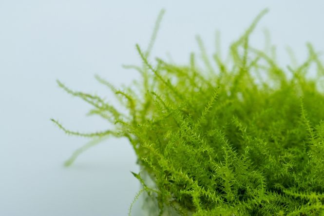 Hovedbilde Leptodictyum riparium 1-2Grow