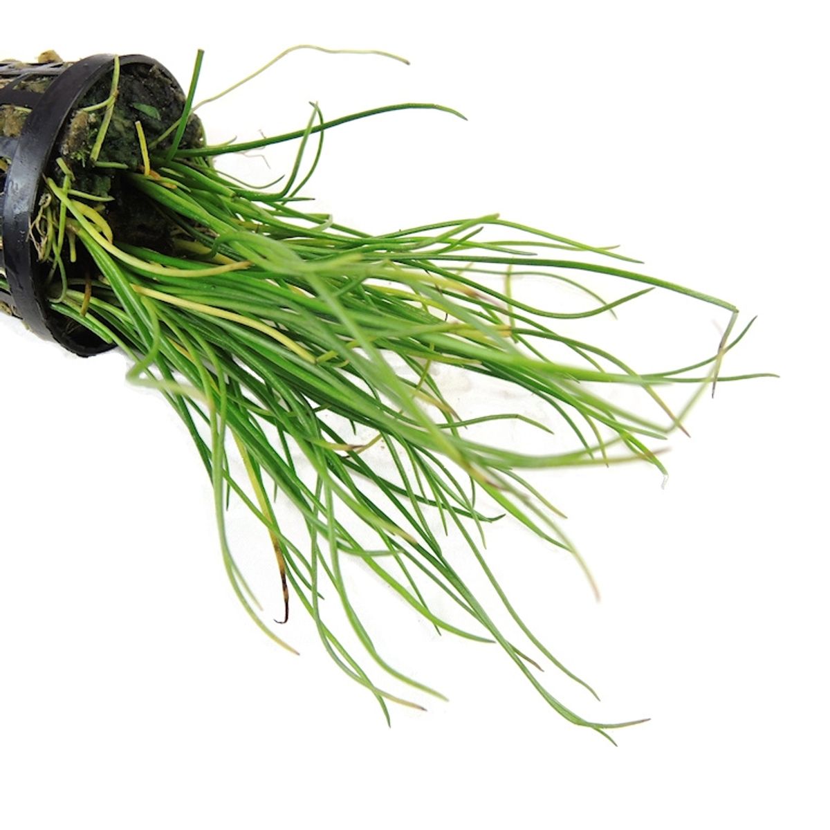 Littorella Uniflora Akvarieplante