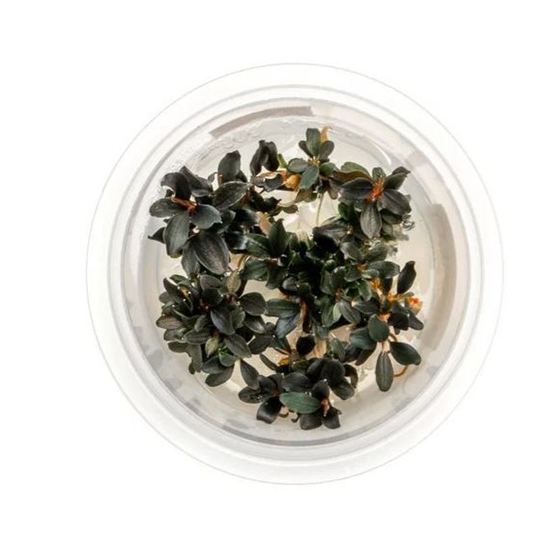 Bucephalandra Theia Red 