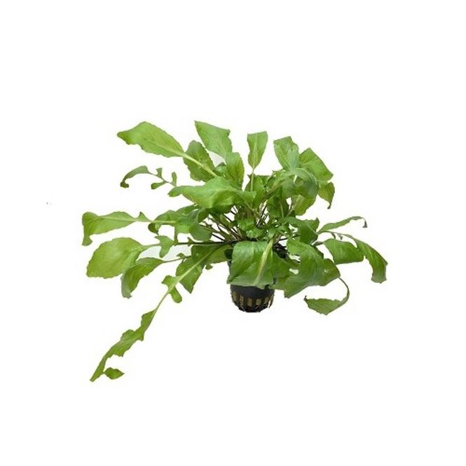 Hovedbilde Amoracia aquatica Akvarieplante