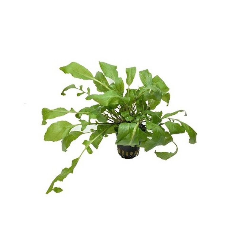 Amoracia aquatica Akvarieplante