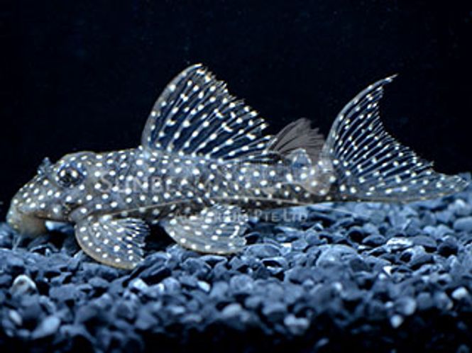 Hovedbilde L004 HYPANCISTRUS  VF 6-8CM