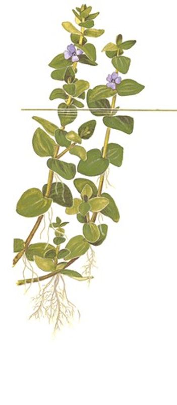 Bacopa Carolina Invitro