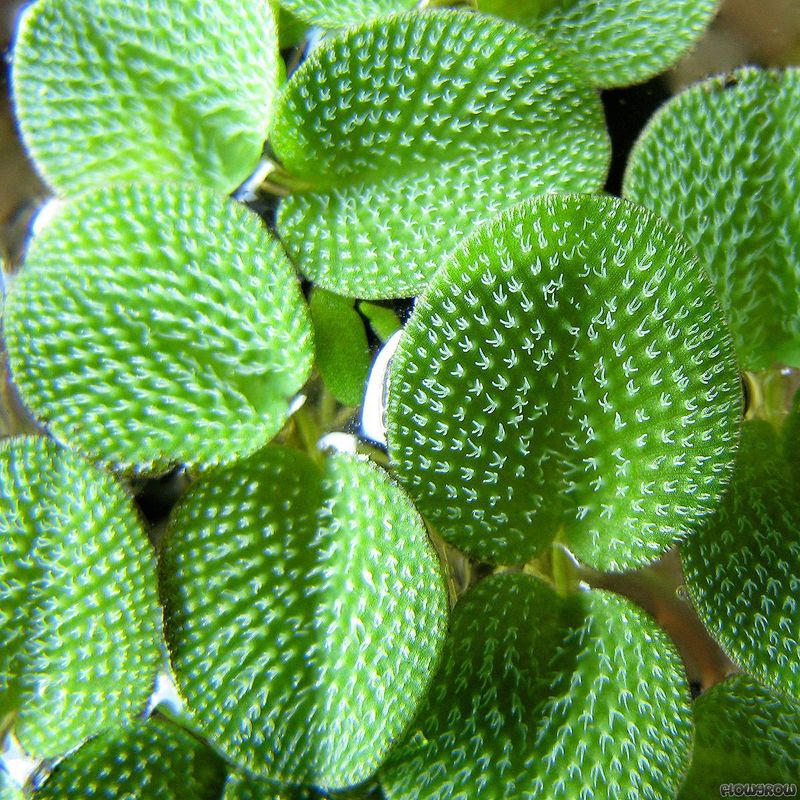 Salviania minima porsjon Flyteplante