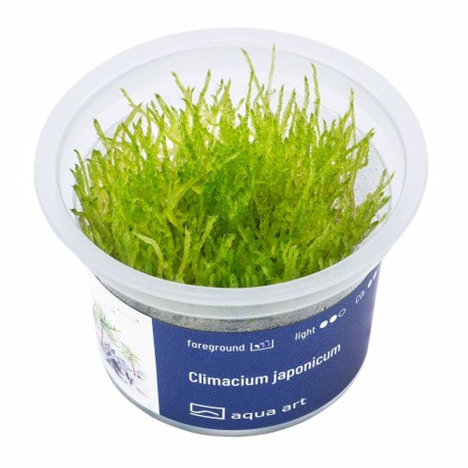 Hovedbilde Aqua-Art Invitro Climacium japonicum